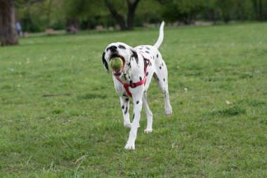 Genç ve güzel bir Dalmaçyalı köpek çimenlerde koşuyor.