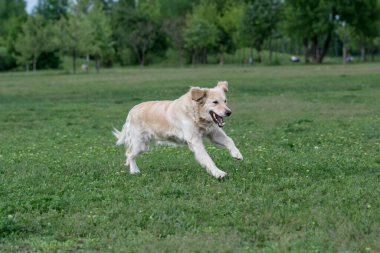 Golden Retriever koşuyor. Köpeğe odaklan.