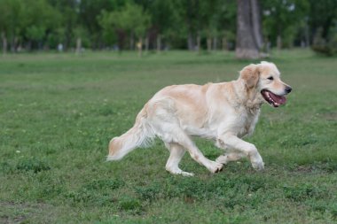 Golden Retriever koşuyor. Köpeğe odaklan.