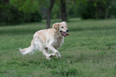 Golden Retriever koşuyor. Köpeğe odaklan.