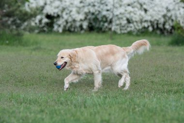 Golden retriever seçici çalıştıran odak üstünde belgili tanımlık köpek