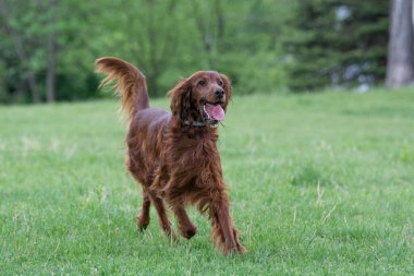 İrlanda setter 'ı sahada koşuyor. Köpeğe odaklan.