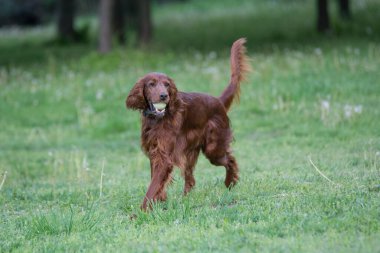 İrlanda setter 'ı sahada koşuyor. Köpeğe odaklan.