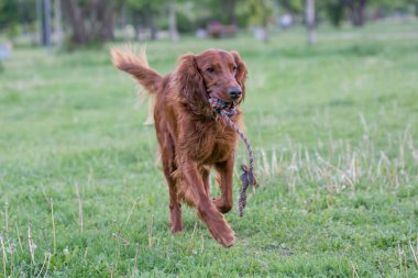 İrlanda setter 'ı sahada koşuyor. Köpeğe odaklan.
