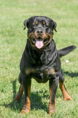 Rottweiler 'ın cose-up resmi. Seçici odak