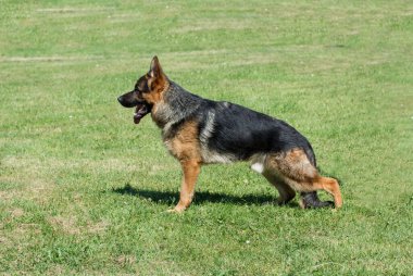Alman kurdu yeşil çimlerin üzerinde oturuyor. Köpeğe odaklan.