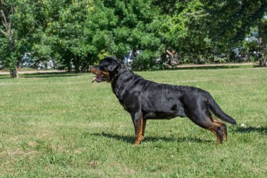 Rottweiler köpeği dışarıdaki yeşil çimlerde. Köpeğe odaklan.