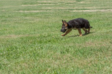Alman çoban köpeği çimlerin arasında koşuyor. Köpeğe odaklan.