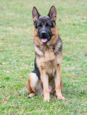 Erkek safkan Alman çoban köpeği dikkatle izliyor.