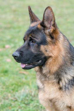 Erkek safkan Alman çoban köpeği dikkatle izliyor.