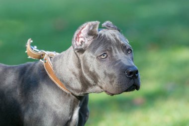 Cane Corso yeşil çimenlerin üzerinde açık duran köpek yavrusu