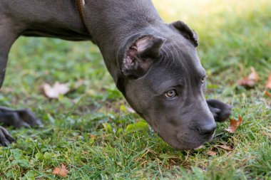 Cane Corso erkek köpek yavrusu açık koklama