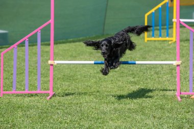 Safkan Cocker Spaniel köpek çeviklik yarışmasında engellerin üzerinden atlıyor.