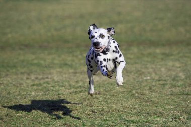 Sevimli Kara Dalmaçyalı köpek parkta koşuyor.