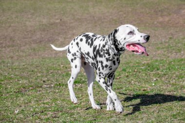 İlkbaharda sevimli Dalmaçyalı köpek. Seçici odak