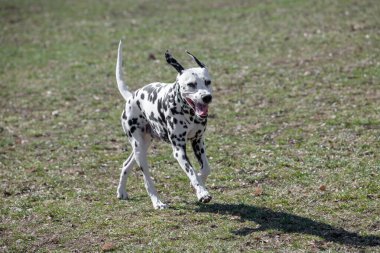 Baharda açık havada koşan Dalmaçyalı bir köpek. Seçici odak