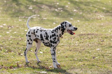 Güzel Dalmaçyalı köpeği yakından çek. Seçici odak