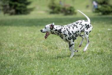 Genç ve güzel Dalmaçyalı bir köpeğin portresi