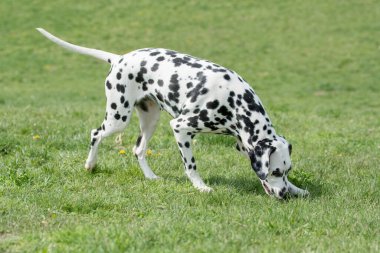 Genç ve güzel bir Dalmaçyalı köpek çimenlerde koşuyor.