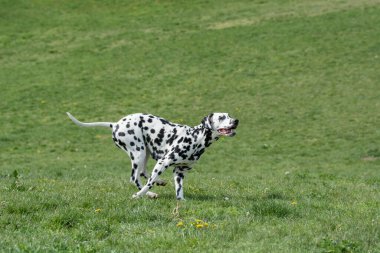 Genç ve güzel bir Dalmaçyalı köpek çimenlerde koşuyor.