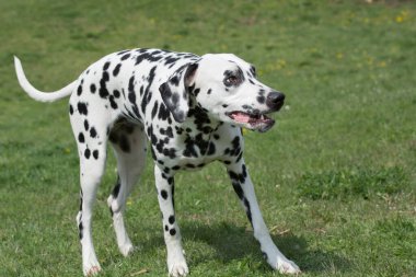 Genç ve güzel bir Dalmaçyalı köpek çimenlerde koşuyor.
