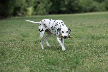 Genç ve güzel bir Dalmaçyalı köpek çimenlerde koşuyor.