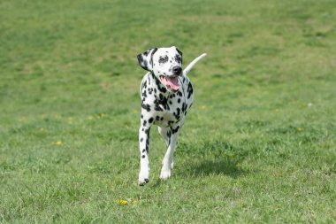Genç ve güzel bir Dalmaçyalı köpek çimenlerde koşuyor.