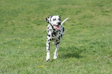 Genç ve güzel bir Dalmaçyalı köpek çimenlerde koşuyor.