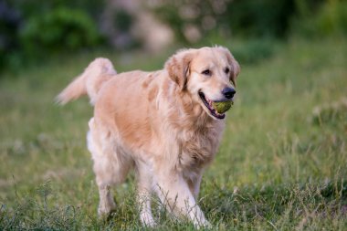  Golden retriever seçici çalıştıran odak üstünde belgili tanımlık köpek