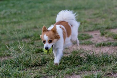 Mini Spitz bir top ile çalışan