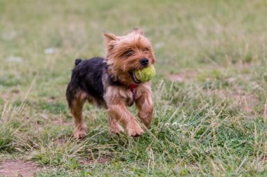 Yorkshire korkunç bir top yakın çekim görünümü köpek ile çalışan