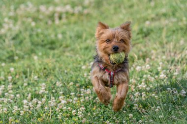 Yorkshire korkunç bir top yakın çekim görünümü köpek ile çalışan
