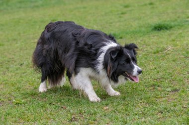 Border Collie köpeğinin parktaki yakın görüntüsü. Seçici odak