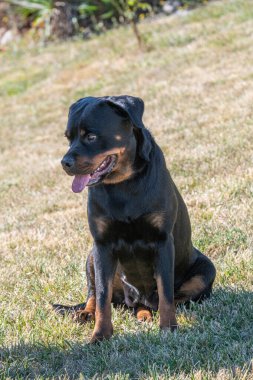 Yürüyüşe çıkmış bir köpek yavrusu Rottweiler. Köpeğe odaklan.