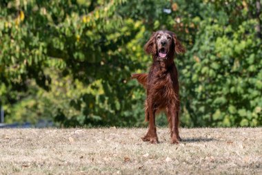 Çimenlerde koşan İrlanda köpeği avcısıyım.