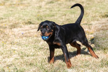 Yürüyüşe çıkmış bir köpek yavrusu Rottweiler. Köpeğe odaklan.