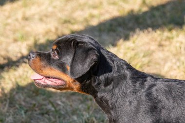 Yürüyüşe çıkmış bir köpek yavrusu Rottweiler. Köpeğe odaklan.