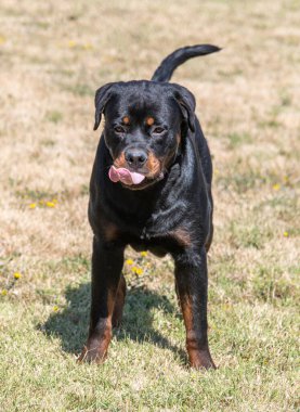 Yürüyüşe çıkmış bir köpek yavrusu Rottweiler. Köpeğe odaklan.