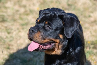 Yürüyüşe çıkmış bir köpek yavrusu Rottweiler. Köpeğe odaklan.