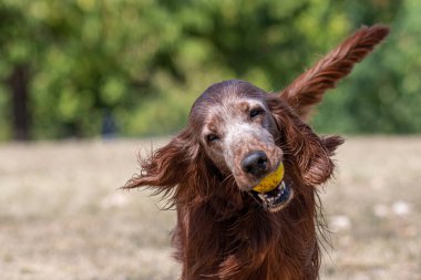 Çimenlerde koşan İrlanda köpeği avcısıyım.