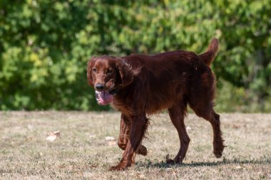 Çimenlerde koşan İrlanda köpeği avcısıyım.