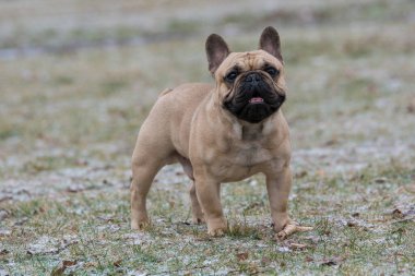Fransız Bulldog açık havada. Köpeğe odaklan.