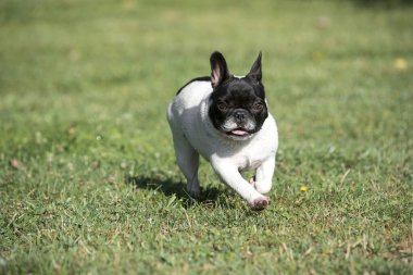 Fransız buldozer yeşil çimenlerin üzerinde oynama