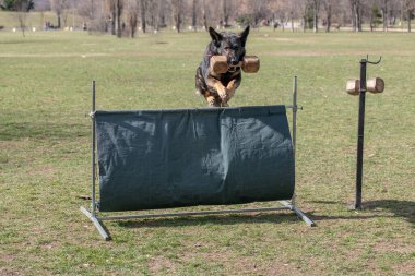 Alman çoban köpeği çeviklik yarışmasında, bar atlayışında. Engellerin üzerinden atlayan gururlu köpek. Köpeğe odaklan.