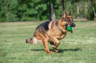 Çimenlerde koşan Alman çoban köpeği. Köpeğe odaklan.