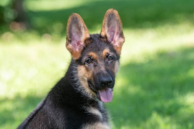 Alman çoban köpeği. Çimlerin üzerinde sevimli Alman çoban köpeği.