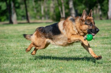 Çimenlerde koşan Alman çoban köpeği. Köpeğe odaklan.