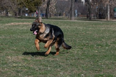 Çimenlerde koşan genç Alman çoban köpeği. Köpeğe odaklan.
