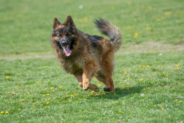 Çimenlerde koşan Alman çoban köpeği. Köpeğe odaklan.