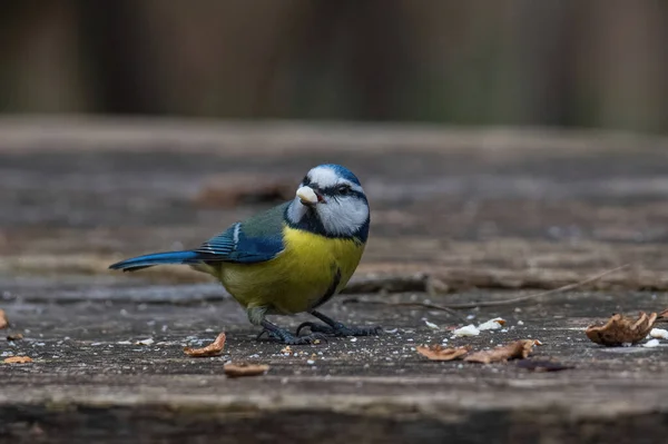 Blue Tit Cyanistes Caeruleus Parus Caeruleus Taking Nuts Bird Feeder —  Fotos de Stock